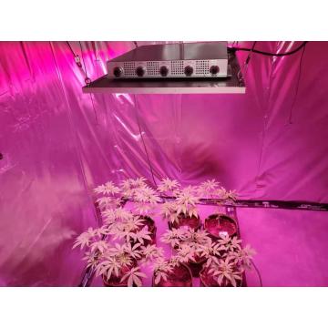 1000 watts Grow Light South Africa