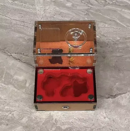 Ant Breeding Formicarium for School Science Popularization