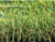 New Diamond Artificial Landscape grass