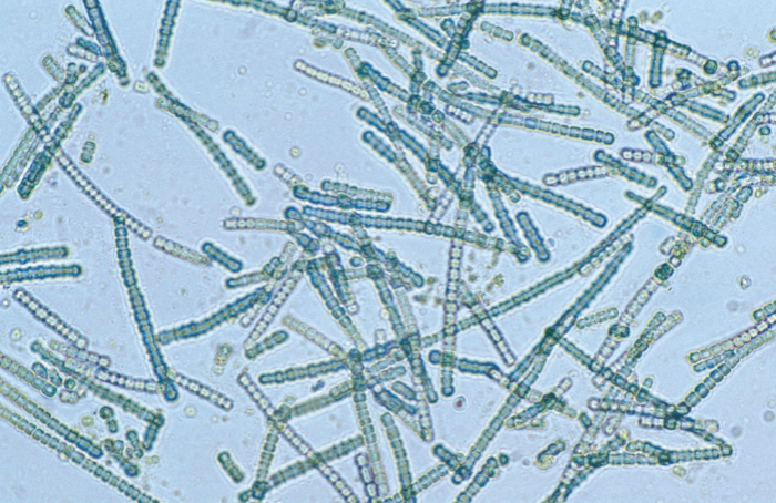 A blue-green algae species
