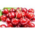 Hot selling Sour Cherry Extract