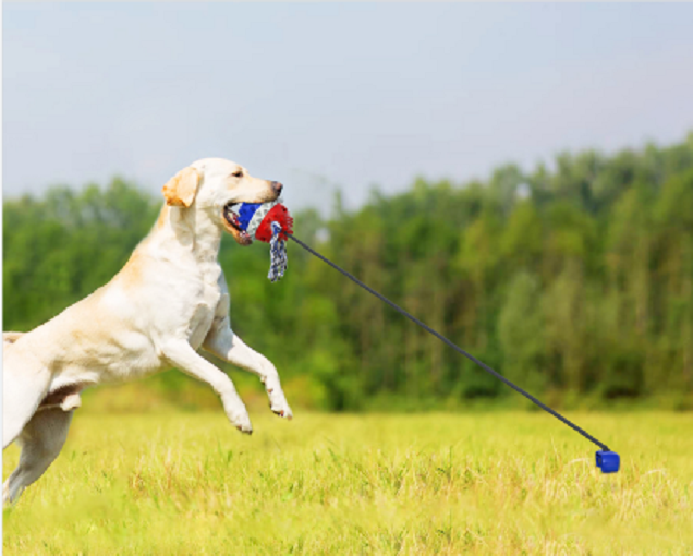 Throw Ball For Dog Toys Details 3