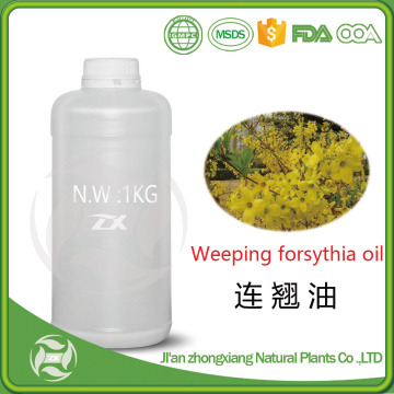 Best Selling Natural Nepeta petróleo Weeping forsythia petróleo