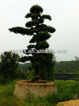 Podocarpus Tree