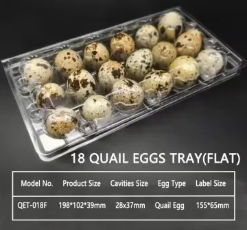 Enhancing Food and Electronics Packaging with Transparent PET Film