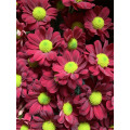 লাল গোলাপ স্প্রে chrysanthemum