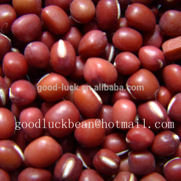 New Crop 3.5mm+ Red Mung Beans