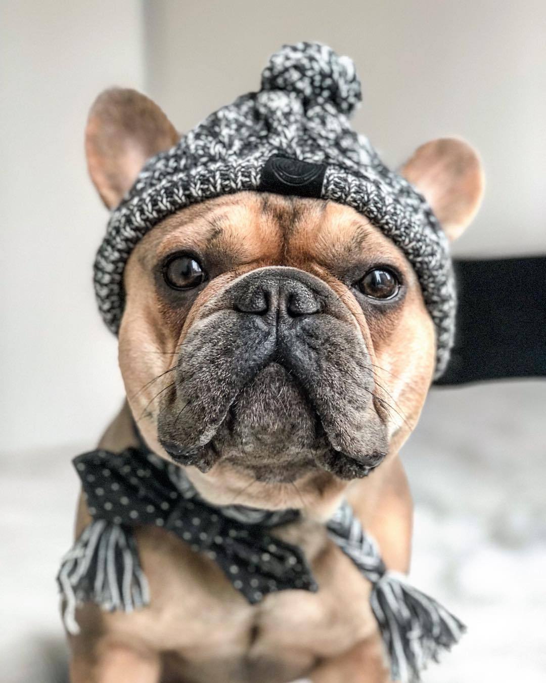 Dog Winter Warm Hat