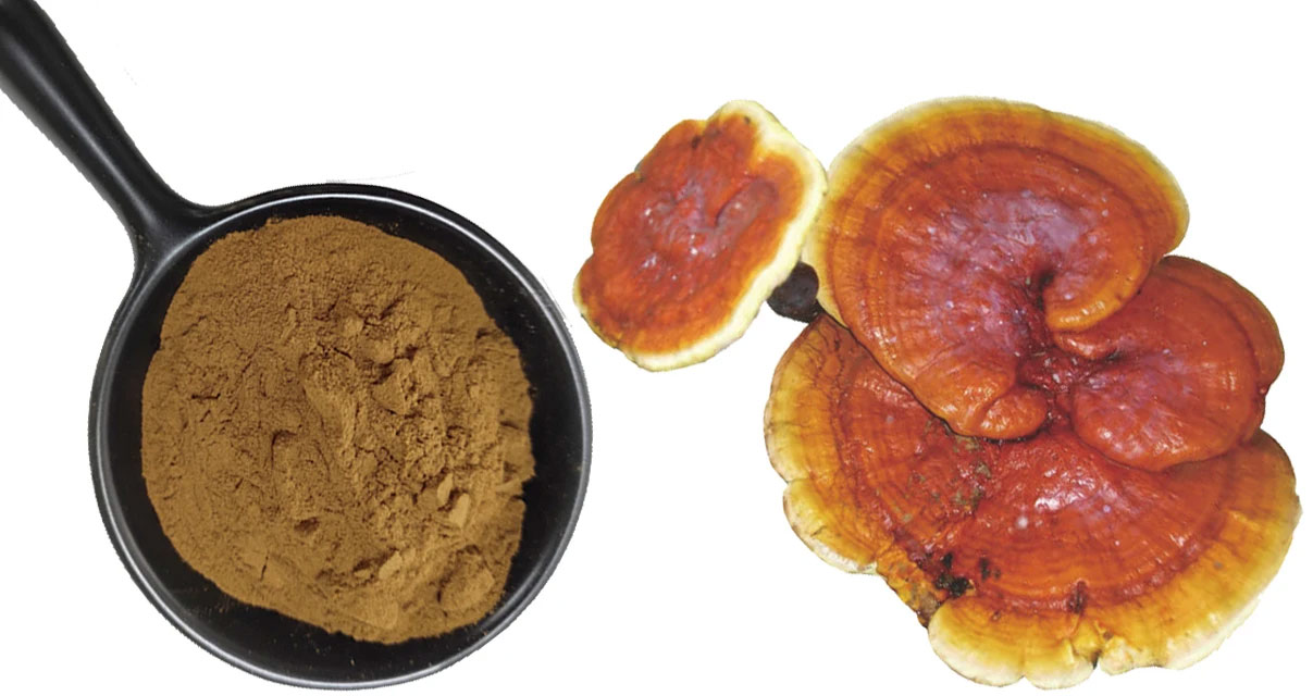 Ganoderma-Extract-2