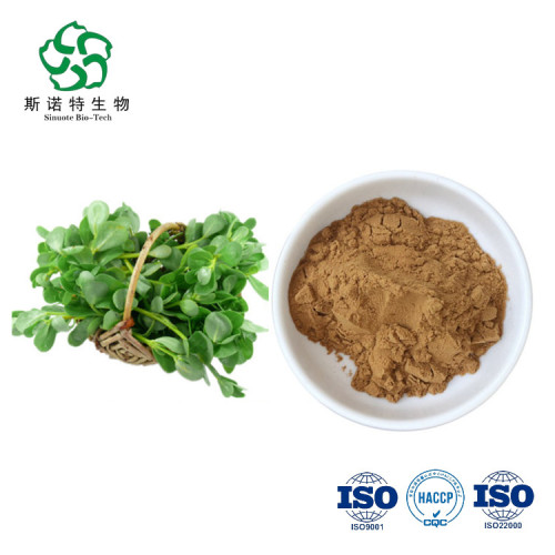 Best Quality Pure Natural Purslane Extract Powder