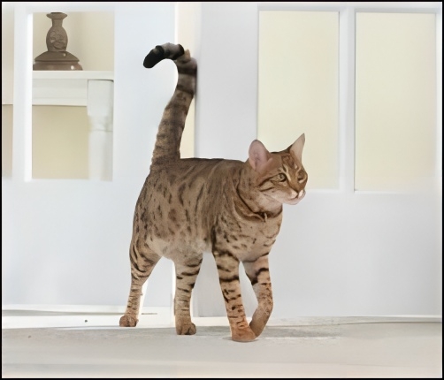 catArticlesImages_catsTailTells catArticlesImages_catsTailTells