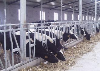 Humanized Dairy Cow Headlocks , Flexible Pregnant Cattle He