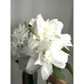 Chardonnay Double Petal Lily