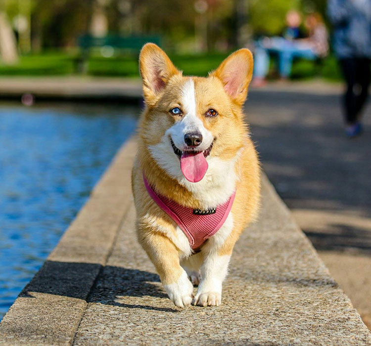 Title: Using Rubber Dog Toys: Essential Considerations to Keep in Mind