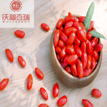 Wolfberry/Lycium Barbarum / Low Price goji berry