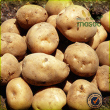 Bulked Chinese Fresh Potatoes for sale, fresh vegetables, good quality