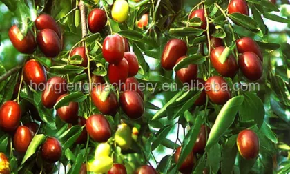 Pistachio and Almonds Harvesting Machines