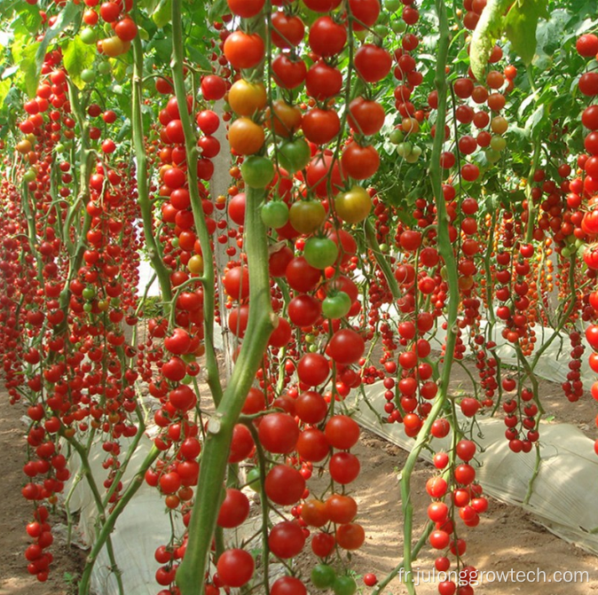 Hydroponics Film Film Agricultural Greenhouses