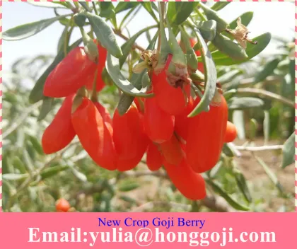 Sun Dired Goji Berry and Wolfberry exported