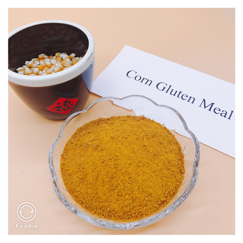 Bữa ăn gluten ngô cho mèo