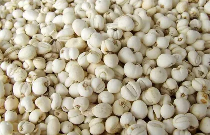 Fritillaria ussuriensis Maxim .