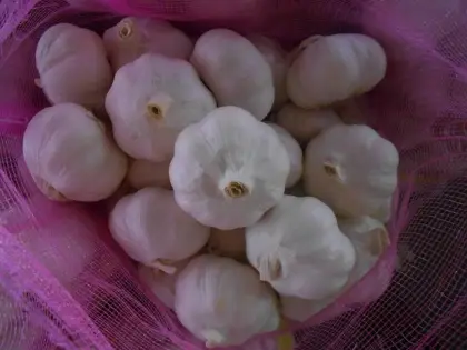 Fresh Garlic to Sri lanka