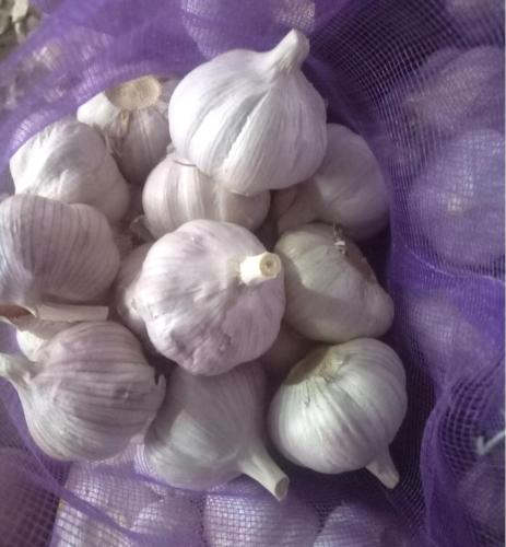 Normal white garlic purple skin