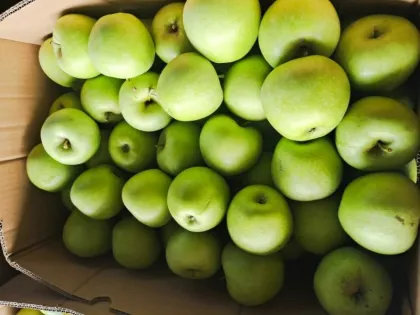 Orgin fresh Green Granny Smith apples