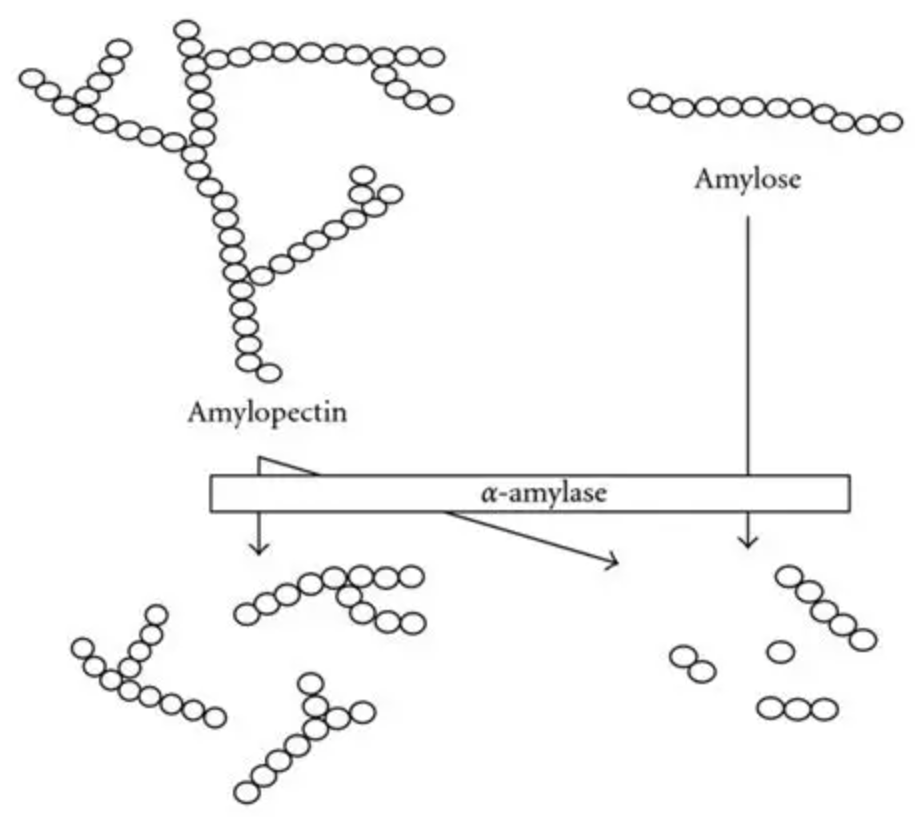 Pullulanase for Saccharification