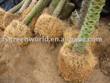 phoenix roebelenii roots