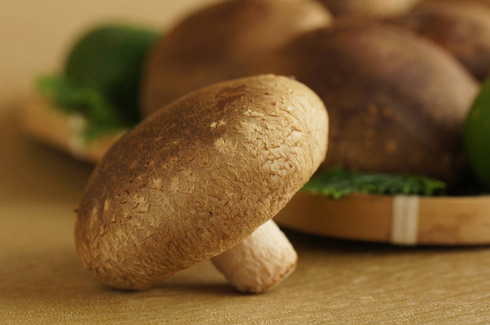 Fresh Shiitake Mushroom & Shiitake Mushroom Cultivation, High Quality