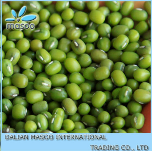 High qualtiy, Green Mung Bean for sprouting,best price