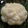 Hericium Erinaceus, Lion's Mane Mushroom, Yamabushitake