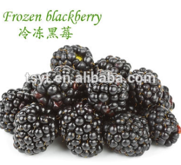Wholesale Frozen Blackberry Whole From 2015 Year Crop