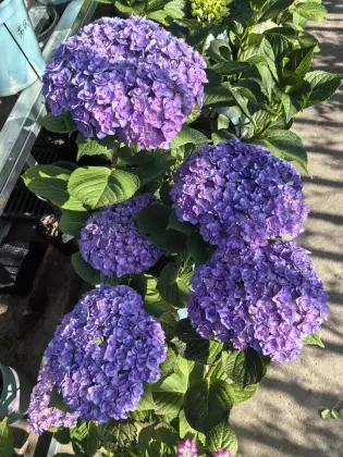 Purple Double Hydrangea Fresh Cut Flowers for wedding