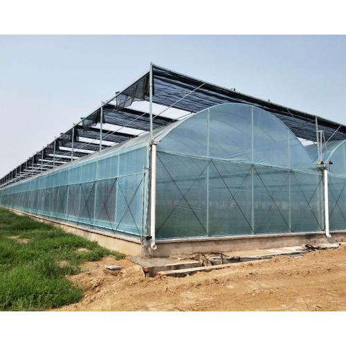Multi Span Film Connected Greenhouse
