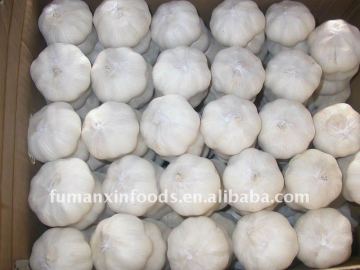 fresh garlic