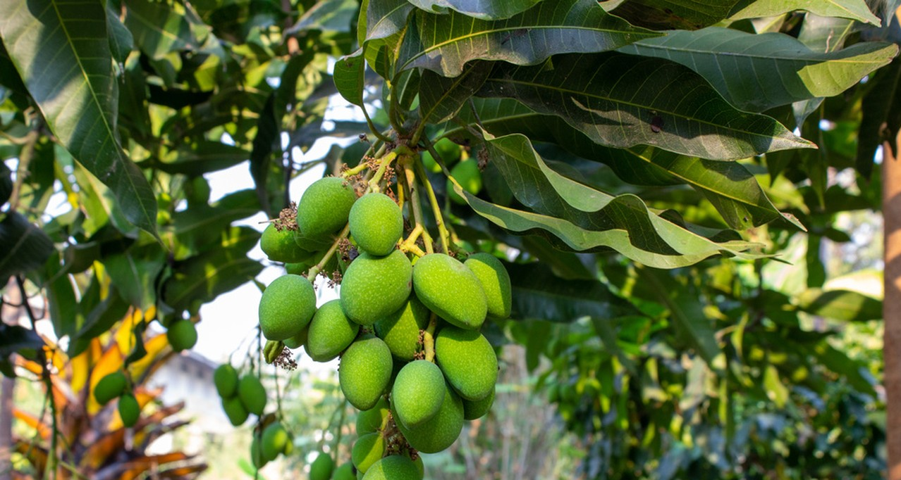 plant extract