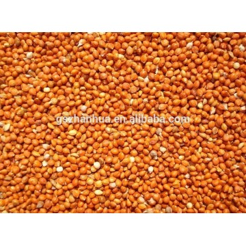 2015 Crop Millet In Husk