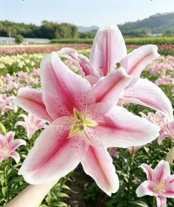 Sorbonne Lily Pink Oriental Lily Single Head Flower