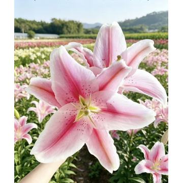 Sorbonne Lily গোলাপী ওরিয়েন্টাল লিলি একক মাথা ফুল