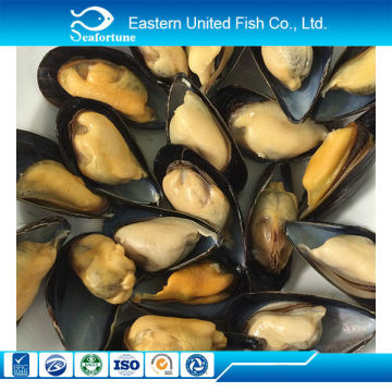 new arrival frozen chinese origin mussel