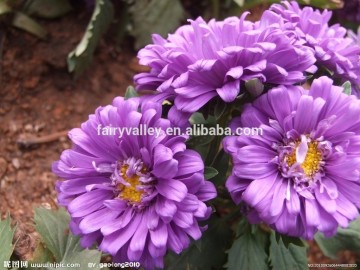 High Sprouting Rate China Aster Seeds For Planting