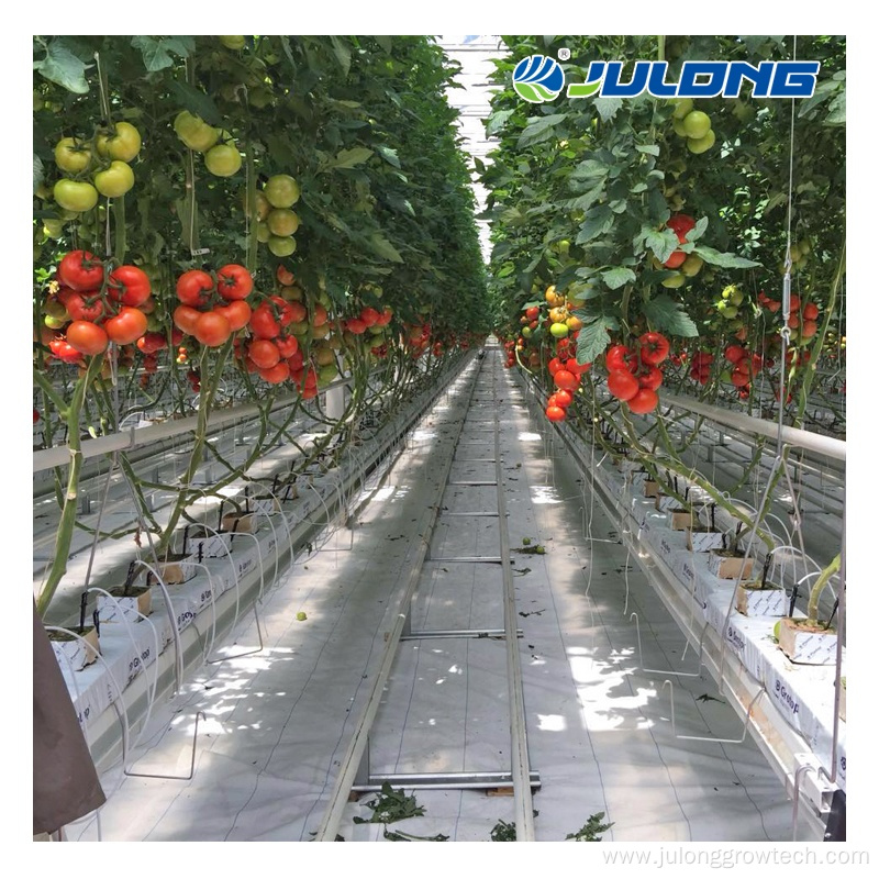 Fully automatic systems hydroponics tomato greenhouse