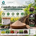 Coniothyrium minitans مسحوق ميكروبي لإدارة التصلب