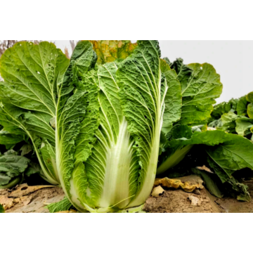 Chinese Powder Cabbage Extract
