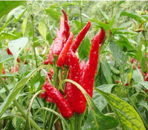 pimentão chaotian vermelho seco