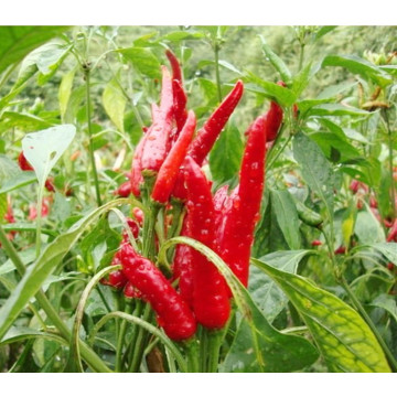 მშრალი წითელი ქაოტური chili