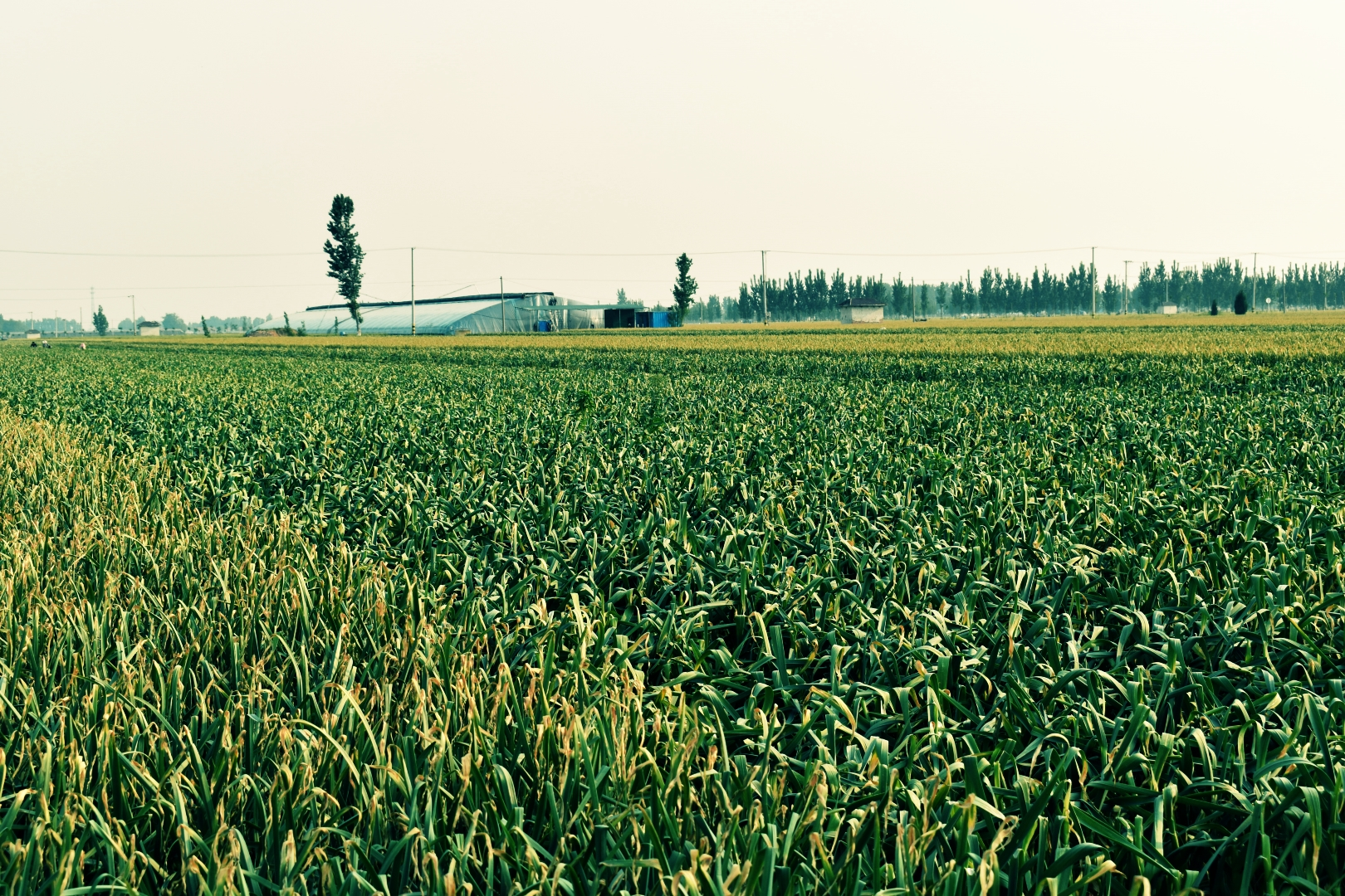 Red Chinese Garlic Vegetable Farm