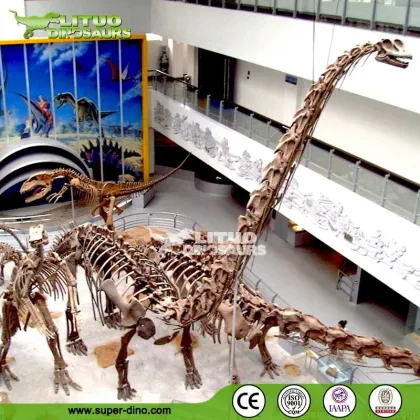 Museum Exhibition Dinosaur Fossil